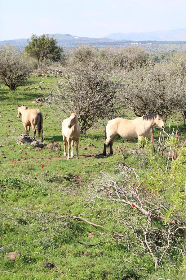 הוילה מרום גולן מקום בצפון הגולן מראה חיצוני תמונה